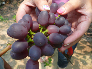 2013-07-073-thumbnail2.jpg