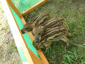 20140726ǂƗ03.jpg