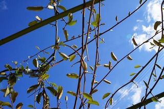 DSC02036.jpg