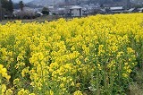 DSC02142.jpg