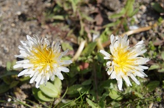 DSC03445.jpg