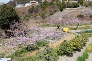 DSC03448.jpg