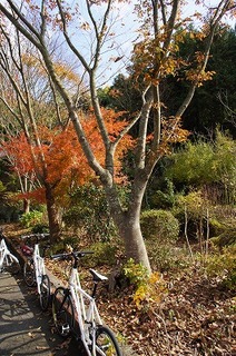 DSC04501.jpg