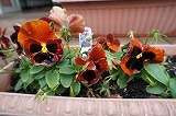DSC06194.jpg