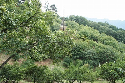 DSC06353-thumbnail2.jpg