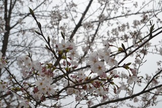 DSC_0161.JPG