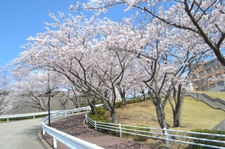 DSC_0223.JPG