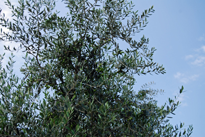 DSC_0316_ES.jpg