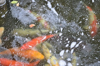 DSC_0857.JPG