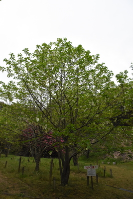 DSC_6457.JPG