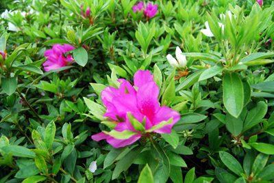 DSC_8133_S.jpg