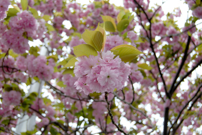 DSC_8137_S.jpg