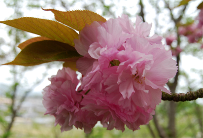 DSC_8140_ES.jpg