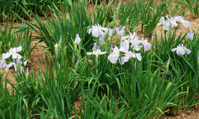 DSC_8623_S.jpg