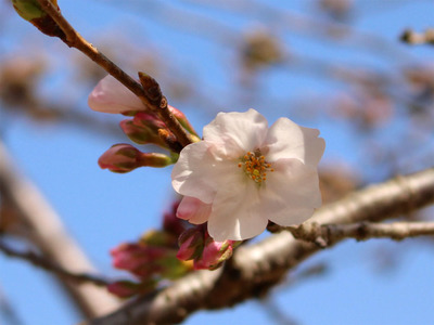 桜開花情報 亀鶴公園の桜の状況は 3月19日時点 長尾 さぬき市再発見ラジオ あそびの達人