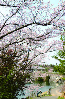 みろく公園　桜.jpg