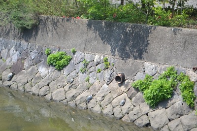 蠢怜コヲ縺セ縺。縺オ繧吶i&繧後s縺代y縺セ縺、繧・DSC_0908.JPG