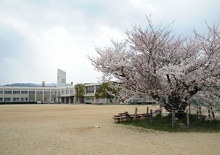 H24.4 桜&校舎.jpg