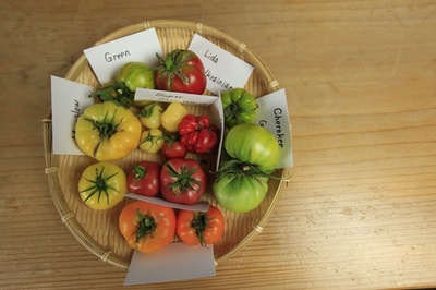 HLtomato10.JPG