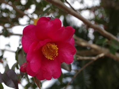 IMGP0621_R.jpg