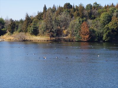IMGP3043_R.jpg
