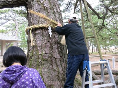 しめ縄で街を活性化？ 津田の松原の松に付けるしめ縄作りの達人