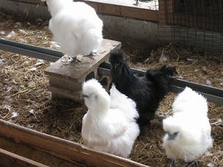 IMG_1078.jpg