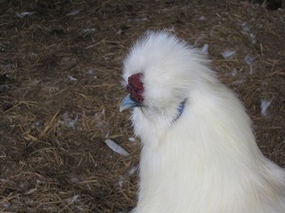 IMG_1090.jpg