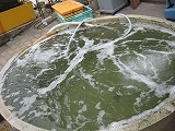 IMG_2174.jpg