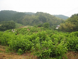 IMG_2203.jpg