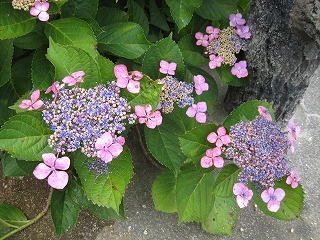 IMG_2613.jpg