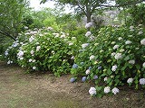 IMG_2621.jpg