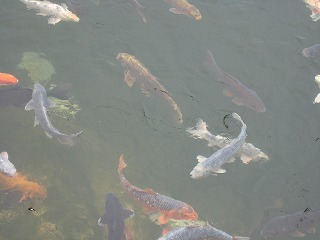 IMG_2717.jpg