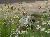 IMG_2721.jpg