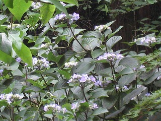 IMG_2733.jpg