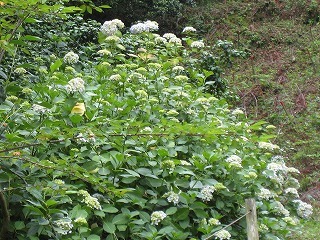 IMG_2744.jpg