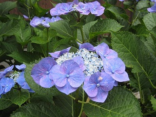IMG_2750.jpg