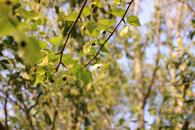 IMG_2801-46a82-thumbnail2.jpg