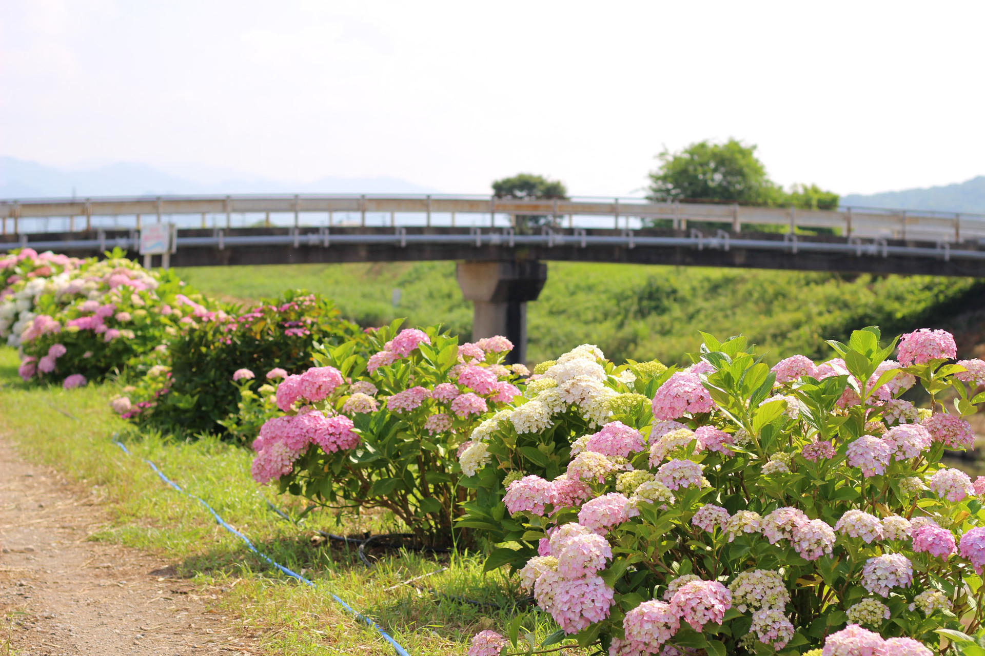 鴨部川沿い「アジサイ夢ロード」が満開に＠造田: さぬき市再発見ラジオ あそびの達人