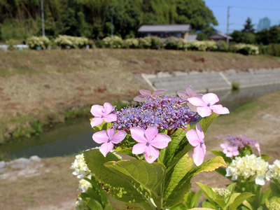 IMG_4019.jpg