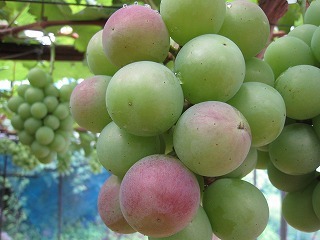 IMG_4251.jpg