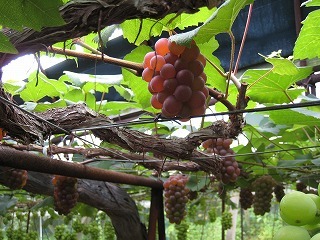IMG_4261.jpg