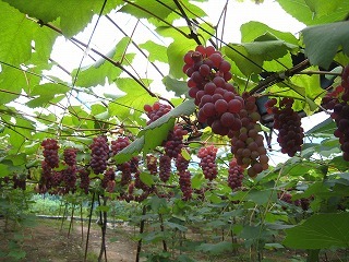 IMG_4265.jpg