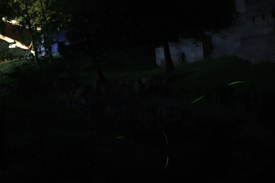 IMG_8226.jpg