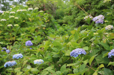 IMG_8483.jpg