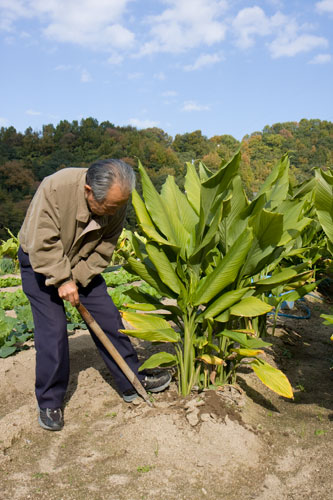 前山で栽培されているウコン 前山 さぬき市再発見ラジオ あそびの達人