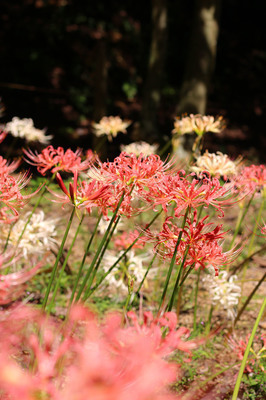 IMG_9364-9bd37-thumbnail2.jpg