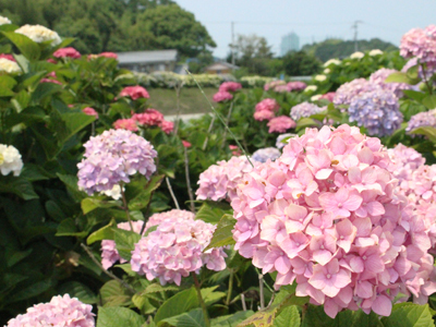 IMG_9670-1fa7b-thumbnail2.jpg
