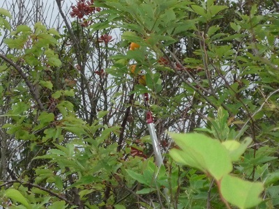 P1020864.JPG