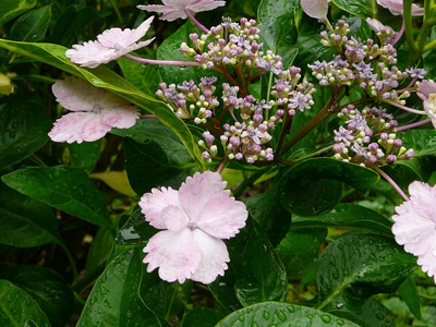 P1360480.jpg
